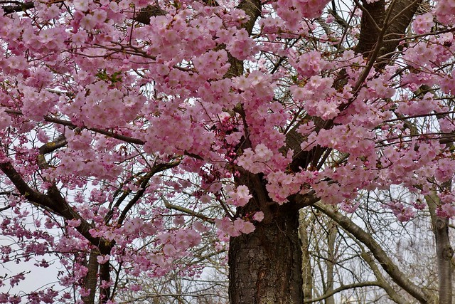 Germany, Leonberg, Kirschblüte im Pomeranzengarten,  wie in jedem Jahr ein herrlicher Anblick, 20581