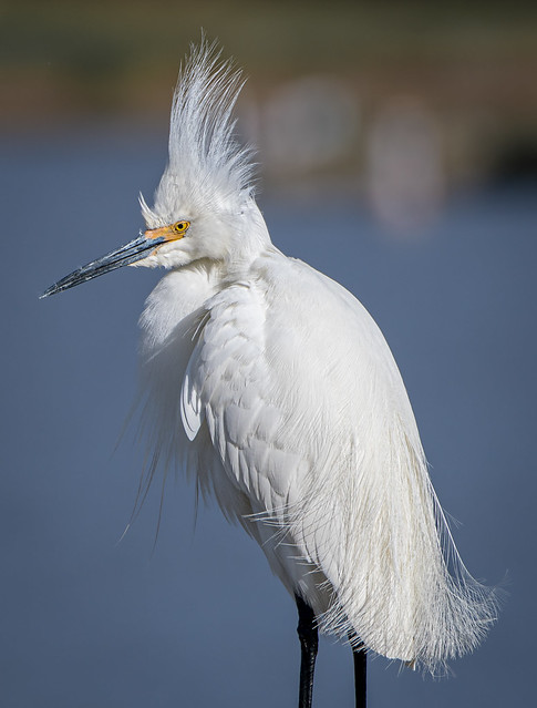 Punk Snowy Egret (Egretta thula)