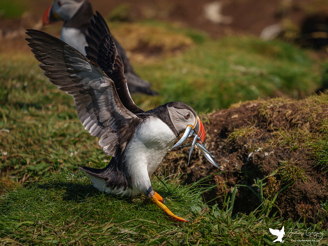 Puffin landing with another fish delivery for his mrs and little puffling. (Jul'21. Treshnish Isles, Scotland)
