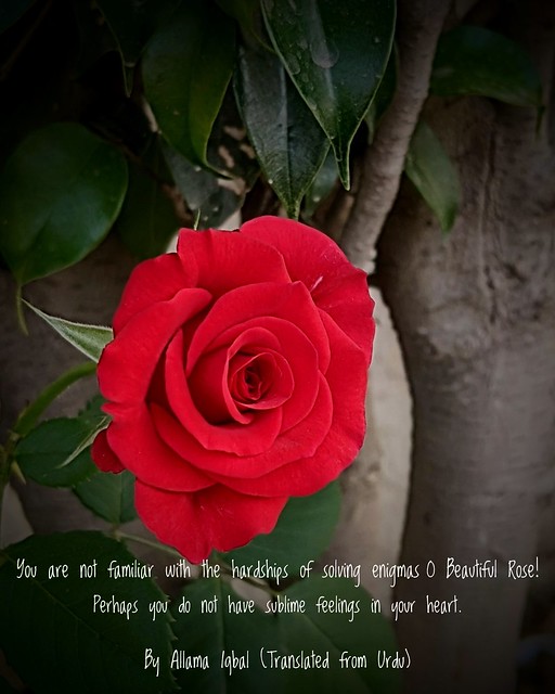 O beautiful red rose 🌹
