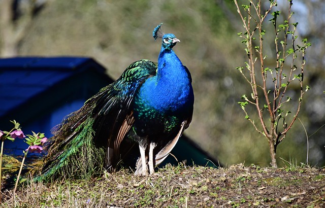 Roaming peacock..