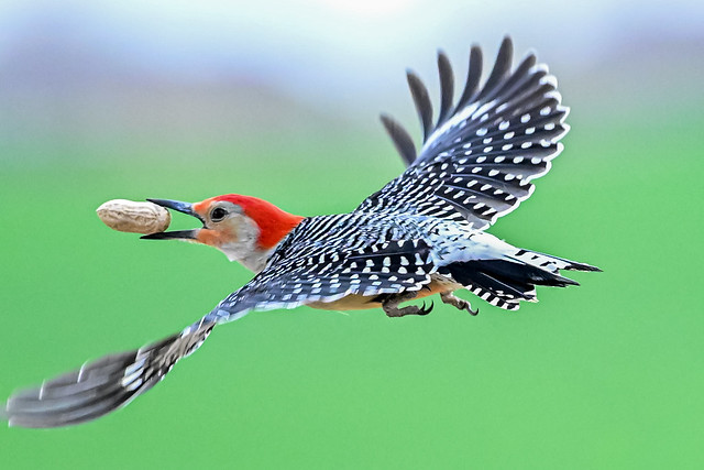 Red-Bellied Woodpecker - Explore