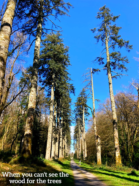 Tall Trees