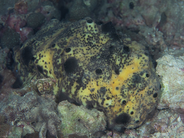 Sea Cucumber - Stichopus sp.