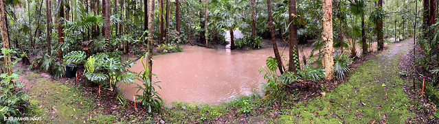 Main Arm Creek First Weir,  Dragon's Walk, Raintrees Native and Rainforest Gardens, March 31st 2022