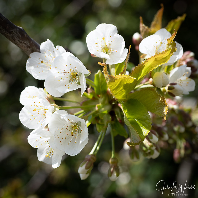 Pear blossom - #01/30, #4/100