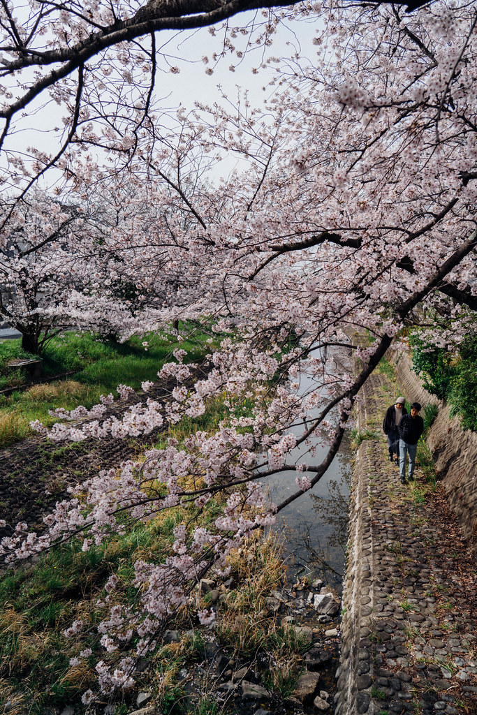 CherryBlossoms_56