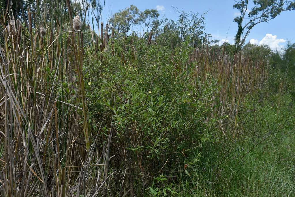 Ludwigia octovalvis and Typha domingensis, Fletcher Ck, northwest of Charters Towers, QLD, 24/02/22