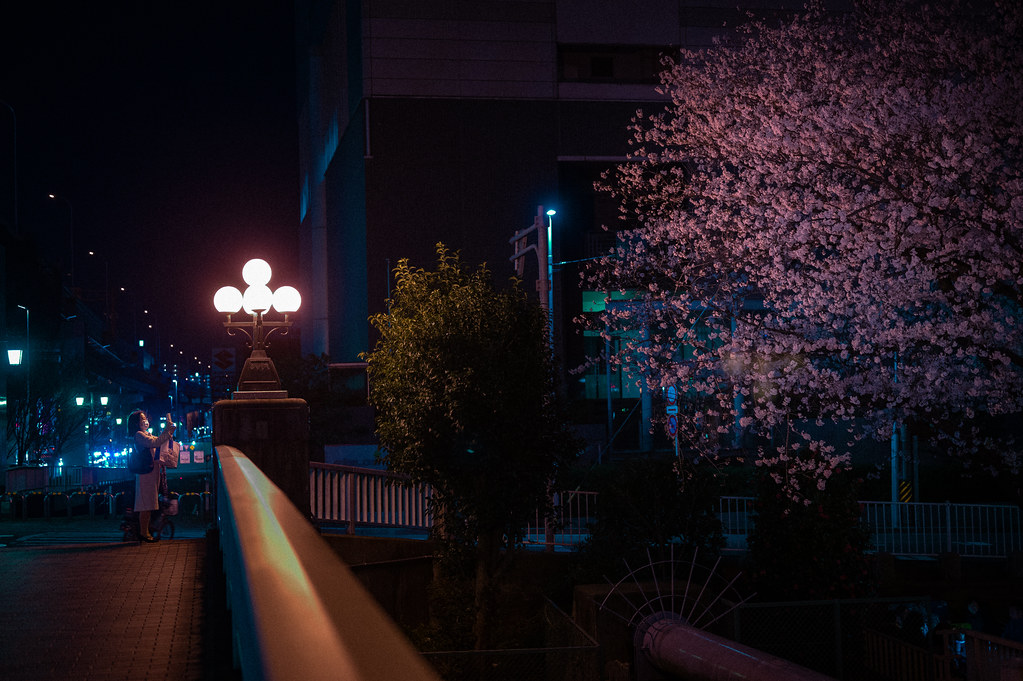 夜桜@Nagoya