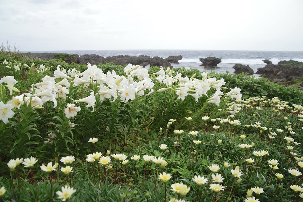 lilies in Ujiji beach.