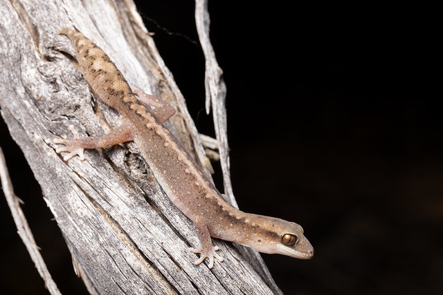 Eastern Stone Gecko - Diplodactylus vittatus
