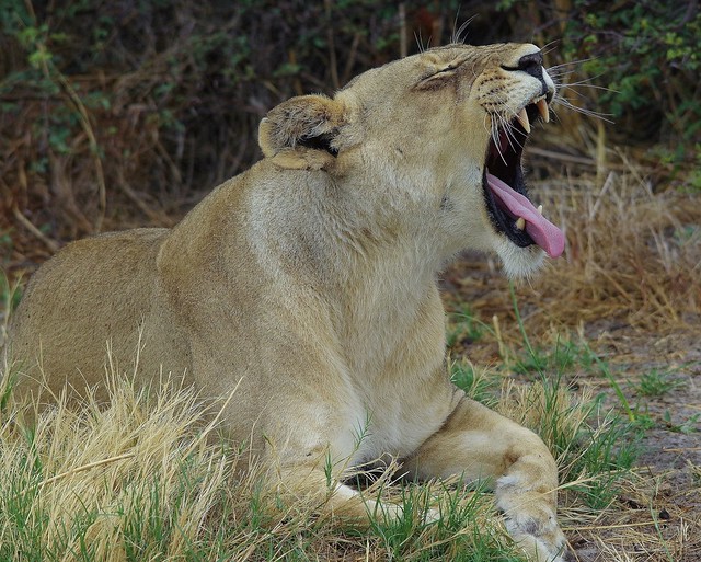 Lioness Yawning (Panthere leo)