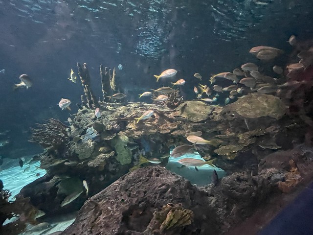 Ripley’s Aquarium Gatlinburg- 2022