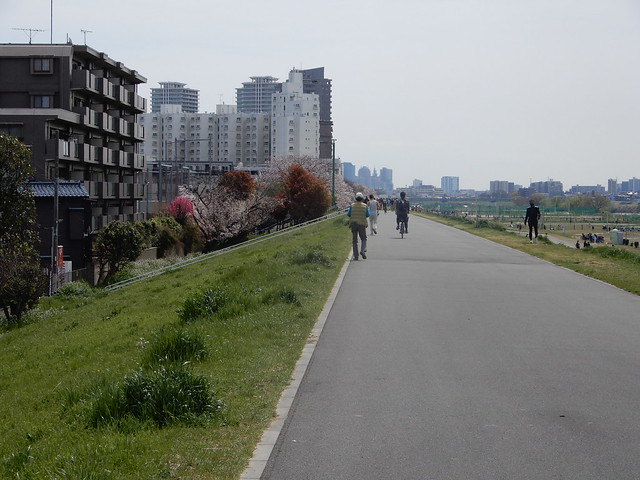 川崎・東京桜散歩(6) 多摩川(沼部～ガス橋) 2022.4.2