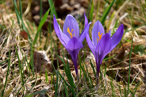 Crocus blossom in the enchanted Zavelstein
