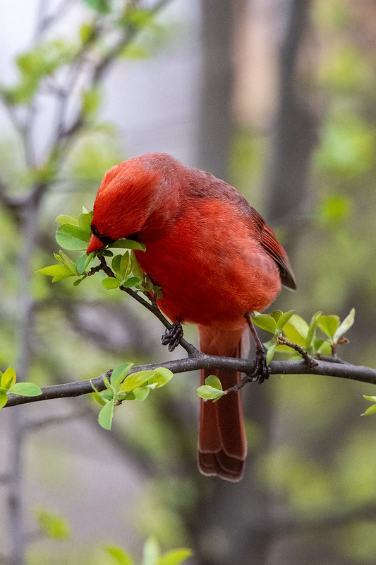 northern-cardinal-male-7314
