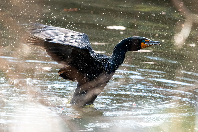 double-crested-cormorant-takeoff-7697