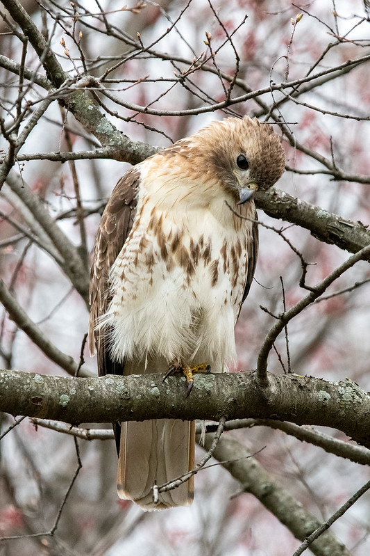 red-tailed-hawk-7483