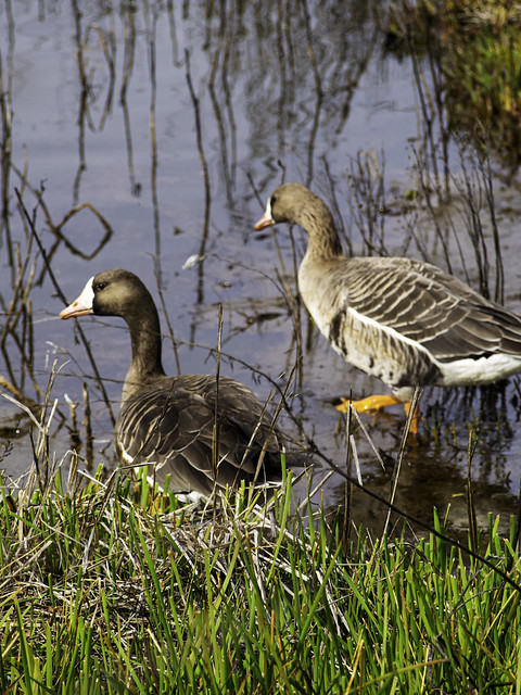 Greater White-Fronted Geese (Anser albifrons)