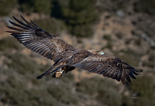 Aguila real | by torretaruiz