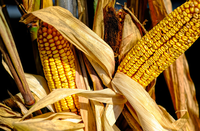 Corn cobs on the Farm in Maryland