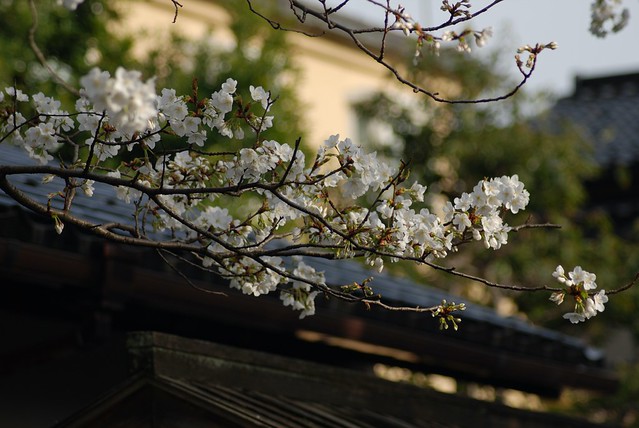 長町武家屋敷の桜
