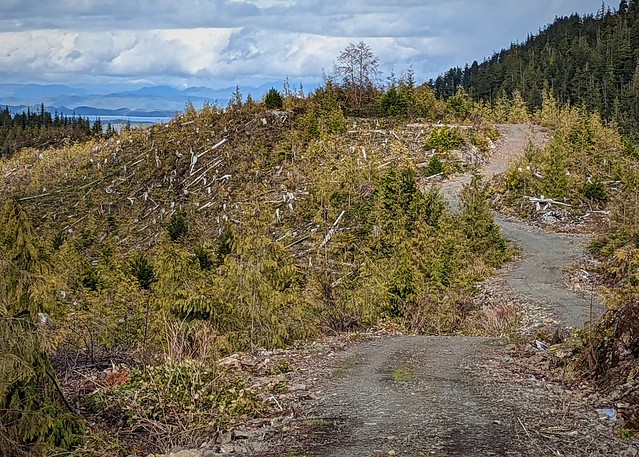 Winding road along the logged out part PXL_20220317_220609723