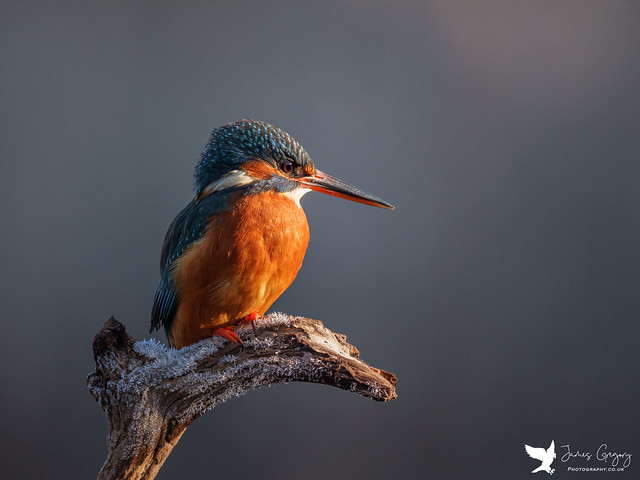 Common Kingfisher basking in some lovely early morning light (Lincolnshire , Uk)