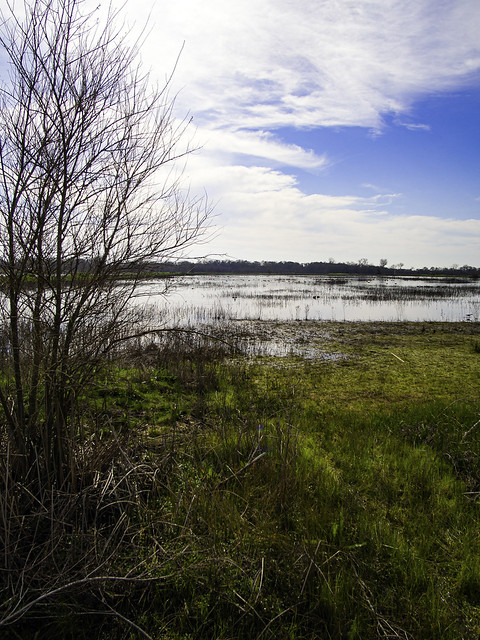 Cosumnes Marsh