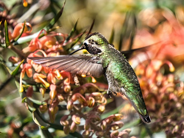 Hummingbird @ UCSC Arboretum