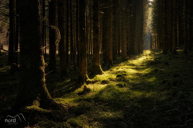 Waldspaziergang: Ein Zeichen von Hoffnung