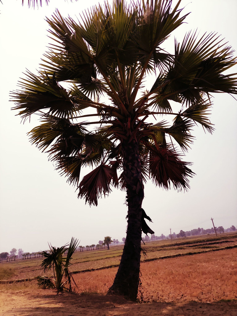 Angkor watt It's big tree, produce coconut like fruit whic… Flickr