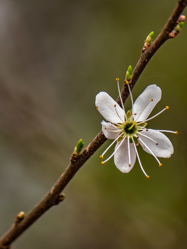 Petite fleur solitaire de cerisier sauvage... 51978747171_2064f9d62c_c