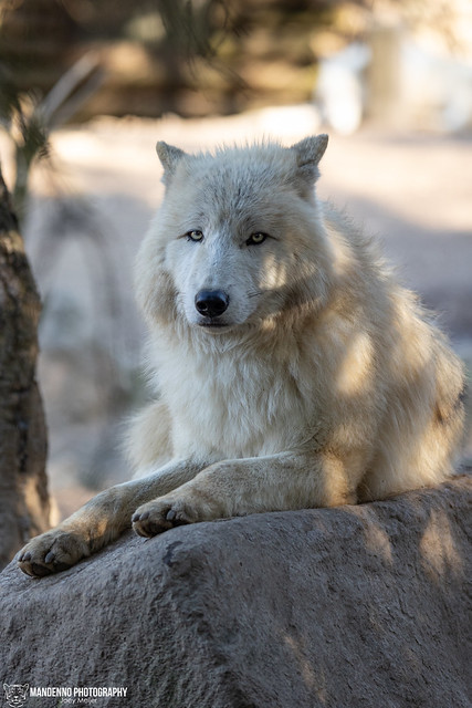 Hudson Bay Wolf - Zoo Amneville - France