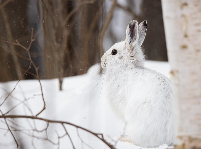 A well camouflaged Snowshoe Hare