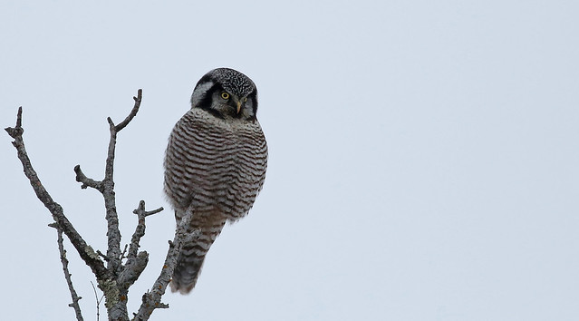 Northern Hawk Owl...#1