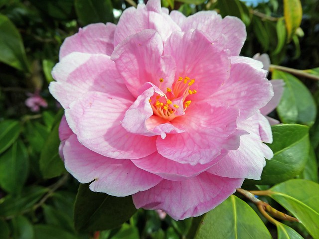 Camellia bloom in full blast