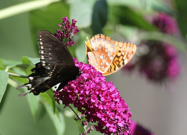 Butterflies on a Butterfly Bush