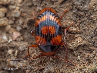 Darkling beetle (Amarygmus nigrofasciatus) - PC049023
