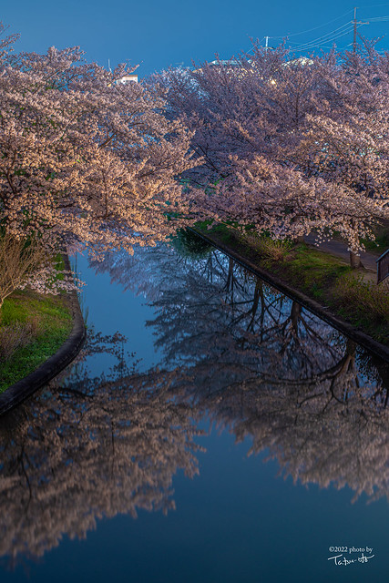 Cherry blossoms at Fushimi Port, Kyoto, Japan, 1:00 a.m.