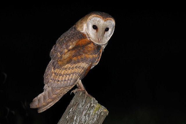 Coruja das torres - Tyto alba - Barn owl