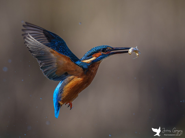 The early bird catches the.....fish? The Kingfisher! (Lincolnshire, Uk)