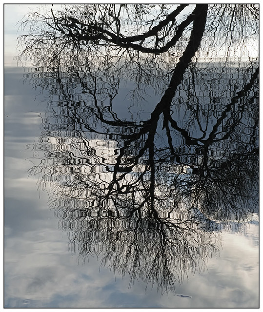 2021-2685 - River Nene reflections.