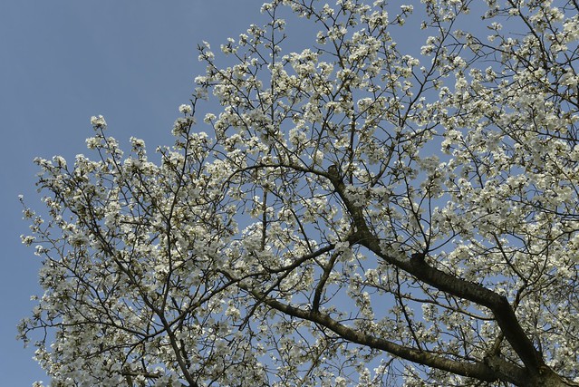 長町武家屋敷の桜