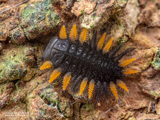 Handsome fungus beetle larva (Endomychidae) - PC049280