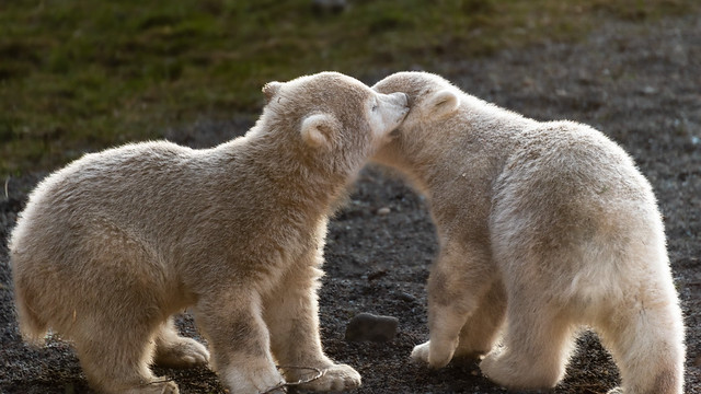 Polar bear cubs at Rostock Zoo