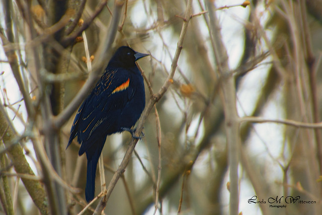 Redwing Blackbird in Our Neighbours Lilac Tree...
