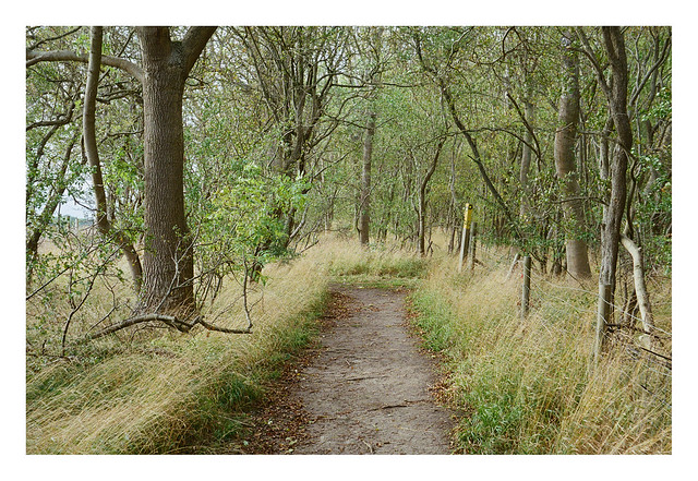 FILM - path through the woods