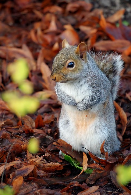 Are you sure you don't have any more nuts?                                                         (In Explore ⭐ 4th April 2022)