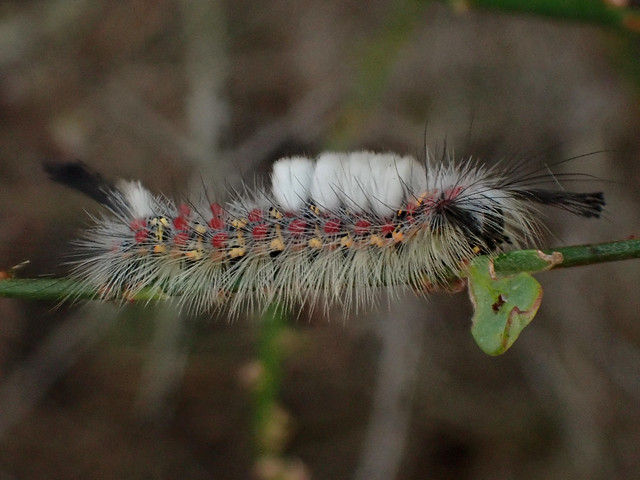 Western Tussock Moth caterpillar eating Deerweed leaf